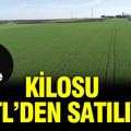 Dev hasat başladı: Kilosu 50 TL'den satılıyor