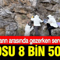 Kayalıkların arasında gezerken servet buldu: Kilosu 8 Bin 500 TL