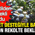 Tekstilden emekli oldu: Devlet desteğiyle başladı, 6 ton rekolte bekliyor