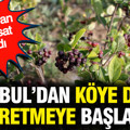 İstanbul’dan köye dönüp üretmeye başladı: Kazandıran dev hasat başladı