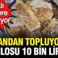 Ormandan toplayıp kilosunu 10 bin liradan satıyorlar: Farklı ülkelere yollanıyor