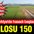 Türkiye'de hasadı başladı: Kilosu 150 TL