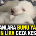 Hayvanlara bunu yapana 251 bin lira ceza kesiliyor