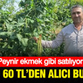 Kilosu 60 TL'den alıcı buluyor: Peynir ekmek gibi satılıyor