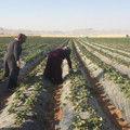 Tarlada altın yumurtlayan hasat: Siparişlere yetişemiyor