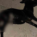 Karayolda aniden çıkan eşek kazaya neden oldu