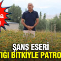 35 yıl kamuda çalıştı, emekli olunca şans eseri tanıştığı bitkiyle patron oldu