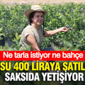 Kilosu 400 liraya satılıyor, saksıda yetişiyor: Ne tarla istiyor ne bahçe