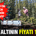 Yeşil altının fiyatı 122 TL: Türkiye’de sadece bu ilçede yetişiyor