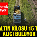 Sarı altın kilosu 15 TL’den alıcı buluyor: Peynir ekmek gibi satıyor