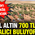 Yeşil altın 700 TL'den alıcı buluyor: Gören havada kapacak