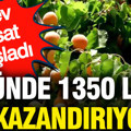 Günde 1350 lira kazandırıyor: Dev hasat başladı