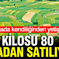 Kilosu 80 liradan satılıyor: Doğada kendiliğinden yetişiyor