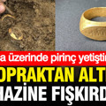 Yıllarca üzerinde pirinç yetiştirilmiş: Topraktan altın hazine fışkırdı