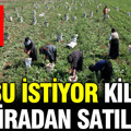 Tarlada hasat başladı: Az su istiyor, kilosu 20 liradan satılıyor