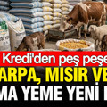 Tarım Kredi'den peş peşe zam: Arpa, mısır ve karma yeme yeni fiyat