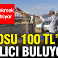 Kilosu 100 TL'den alıcı buluyor: Peynir ekmek gibi satılıyor