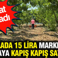 Tarlada 15 lira markette 80 liraya kapış kapış satılıyor: Hasat başladı