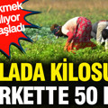 Tarlada kilosu 25, markette 50 lira: Peynir ekmek gibi satılıyor hasat başladı