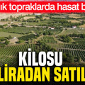 200 yıllık topraklarda hasat başladı: Kilosu 200 liradan satılıyor