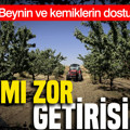 Bakımı zor, ama getirisi bol: Beynin ve kemiklerin dostu