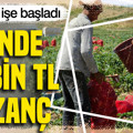 Günde 10 bin TL kazanç elde ediyorlar: 300 kişi hasada başladı