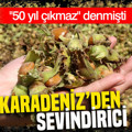 Doğu Karadeniz’den sevindirici haber: "50 yıl çıkmaz" denmişti