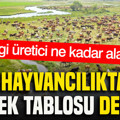 Hayvancılıkta destek tablosu değişti: Hangi üretici ne kadar alacak?