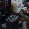 Yolcu otobüsünde kilolarca uyuşturucu