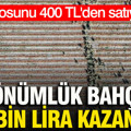 Kilosunu 400 TL'den satıyor: 5 dönümlük bahçede 300 bin lira kazanıyor