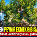 70 TL'den peynir ekmek gibi satılıyor: İlk hasat üreticinin yüzünü güldürdü