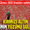 Kırmızı altın çiftçinin yüzünü güldürdü: Kilosu 500 liradan satılıyor