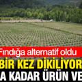 Fındığa alternatif oldu: Bir kez dikiliyor, 30 yıla kadar ürün veriyor