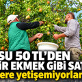 Kilosu 50 TL’den peynir ekmek gibi satıyor: Taleplere yetişemiyorlar