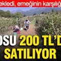 Kilosu 200 TL’den satılıyor: 5 yıl bekledi, emeğinin karşılığını aldı