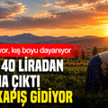 Susuz yetişiyor, kış boyu dayanıyor: Kilosu 40 liradan tezgaha çıktı
