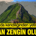 Dağda kendiliğinden yetişiyor: Kilosu 1.400 TL'den satılıyor