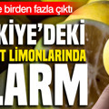 Türkiye'deki market limonlarında alarm: Hepsinde birden fazla pestisit çıktı