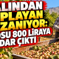 Dalından toplayan kazanıyor: Kilosu 800 liraya kadar çıktı
