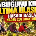 Kabuğunu kıran altına ulaşıyor: Hasadı başladı, kilosu 250 lirayı bulacak