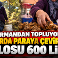 Ormandan topluyor, pazarda paraya çeviriyor: Kilosu 600 lira