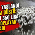 Nüfus yaşlandı, üretim düştü: Kilosu 350 lira ama toplayan kalmadı