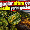 Bu ağaçlar altını çekiyor: Sarı metalin yerini gösteriyorlar