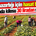 Tarlada kilosu 30 liradan satılıyor: Kış hazırlığı için hasat başladı