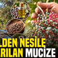 Nesilden nesile aktarılan mucize bitki: Kozmetik ve ilaç sanayisine gönderiliyor