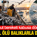 Palamut bereketi kabusa döndü: Sahil ölü balıklarla doldu