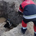Hatay’da 5 ilçede mahsur kalan hayvanlar kurtarıldı