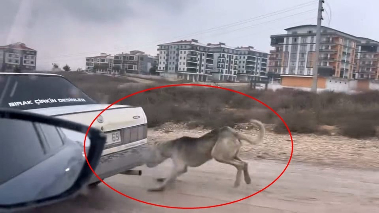 Otomobile iple bağlanıp çekilen köpek bakıma alındı