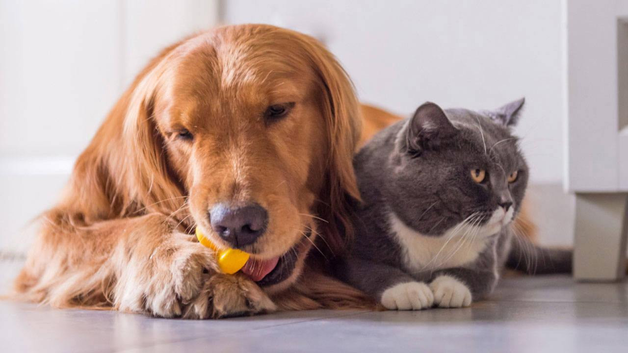 Kedi ve köpeklerde mikroçip zorunluluğunda son gün: Yaptırmayana para cezası