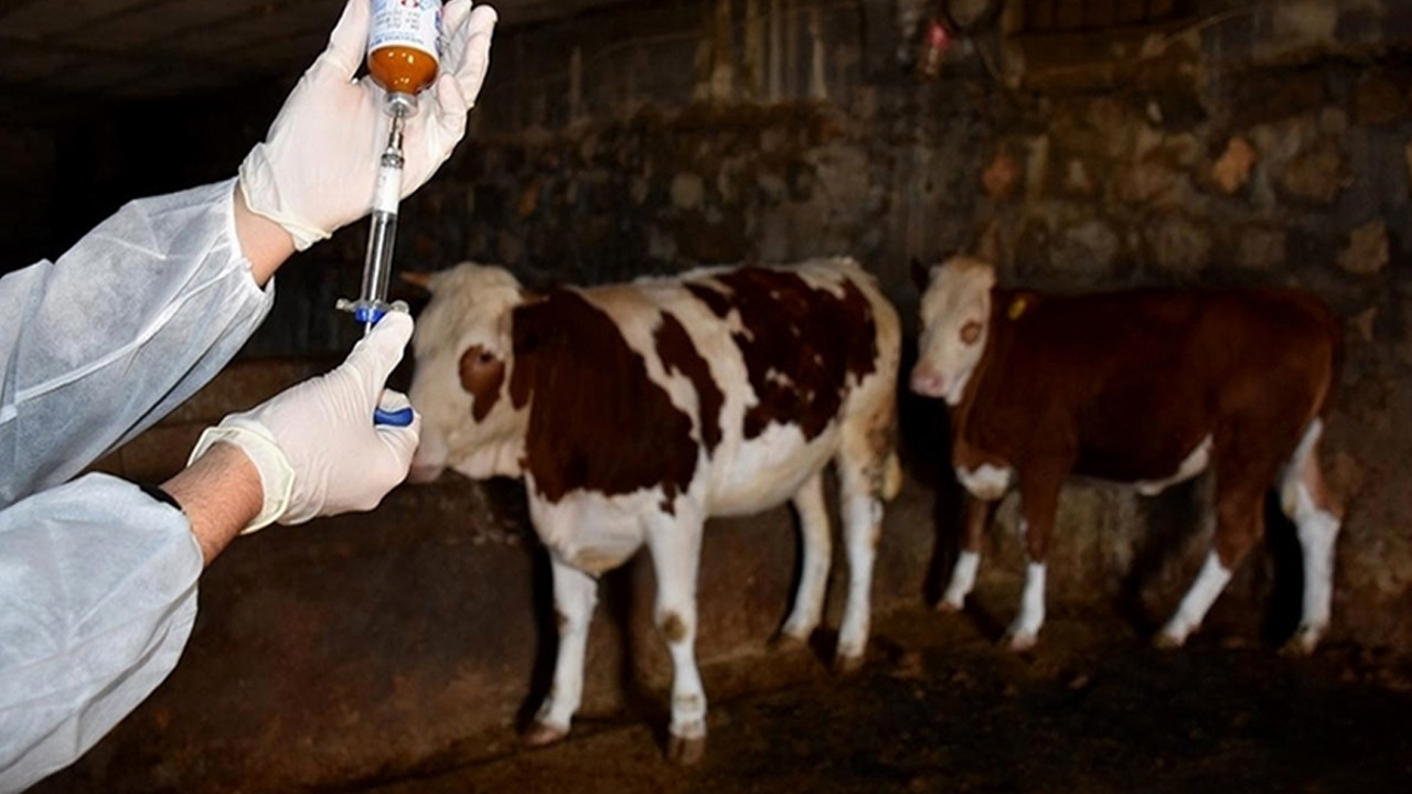 Resmi Gazete'de yayımlandı: Şap hastalığının şartları değişti